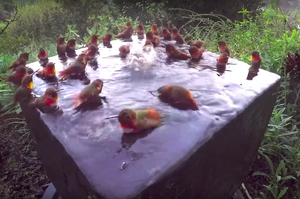 早晨就是要泡澡聊是非阿，超過30隻蜂鳥開泳池派對的模樣真的太療癒啦！（附影片）