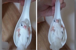 把鳥寶放在湯匙上覺得超可愛，但牠以為自己要被吃掉的表情...網友看了全笑翻XD