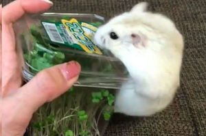 買了一盒花椰菜芽菜給鼠寶，牠看到後竟然....網友看了全融化！（附影片）