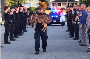 陪伴10年的警犬重病斷氣，警官哭著抱牠走完人生的最後一程...真的超感動！