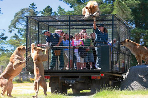 聰明的動物園想到新方法，來動物園參觀時被關在籠子裡的不應該是動物，而是人類！