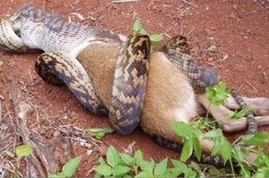 澳洲蟒蛇進食到一半突然一動也不動！硬吞獵物的結果...讓人超級震驚!!