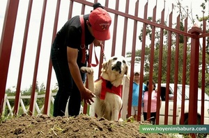 悲働！搜救犬Dayko用盡全力在地震重災區救出7個人　卻在完成任務後闔上了眼