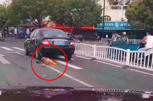 網友驚見一隻「黃金獵犬」被拖在車子後面，上前阻止後竟然...網友看了超傻眼！！