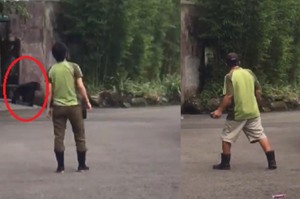 木柵動物園黑猩猩驚傳脫逃，遊客嚇壞高喊：「不要跑！！」(影片)