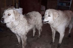 因森林大火被迫撤離家園！20天後...2隻牧羊犬帶「89隻羊」成功逃難，忠心等主人回家！