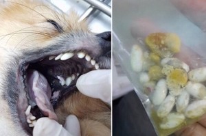 「胃裡全是藥物！」男大生強逼狗狗吞藥致死...只為索賠5萬賠償金！！