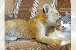 「長大要當我的後台喔！！」小獅虎被媽媽棄養只好帶回家給貓媽媽顧，沒想到....（影片）