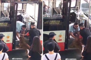 金金和主人在車站走丟，見公車靠站就激動衝上車要找主人...讓網友超不捨！！
