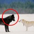 心驚膽顫！當「野狼」接近「寵物狗」，發生了一件讓所有人都震驚的事！