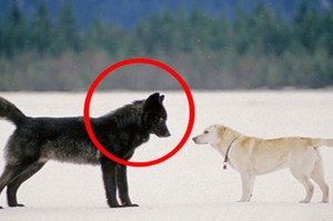 心驚膽顫！當「野狼」接近「寵物狗」，發生了一件讓所有人都震驚的事！