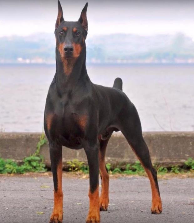 盤點前十名狗界最強的 鐵血衛士 看家犬種的第一首選 比特犬