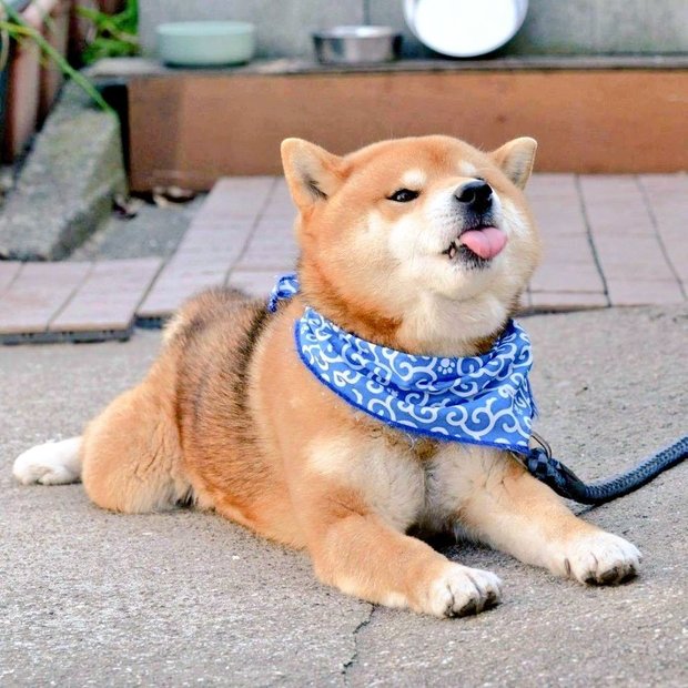 柴犬的可愛可以統治世界 網友用4張圖說服所有人 推特網友整個