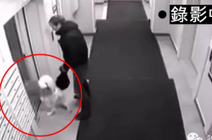 主人帶著狗狗坐電梯，但接下來發生的一幕讓他後悔不已！