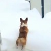 柯基第一次看到雪忍不住奮力一跳，下一秒竟然消失在雪地裡...網友笑翻：「我會隱身術也要跟你說嗎XD」