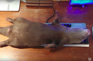正要玩電腦，小水獺你怎麼睡在鍵盤上啦....水獺睡死的萌樣讓網友全笑翻！（附影片）