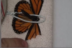 男子把翅膀斷裂的蝴蝶固定住，經過幾分鐘的黏貼...神奇的事情就發生了！！(影片)