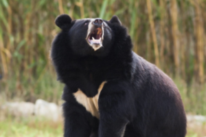大黑熊想偷襲落單的釣魚客，沒想到對方竟然是...黑熊被徒手打趴落荒而逃！