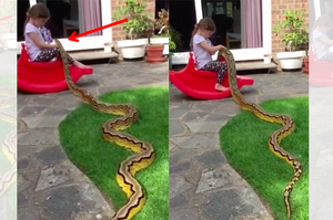 院子突然一條大蟒蛇往女兒那裡爬過去，沒想到...女兒的舉動完全讓媽嚇傻呀！（影片）