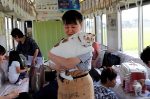 超療癒列車！邊搭火車邊抱貓...這些貓咪原本都會被安樂死，超棒方法將牠們都送往幸福！