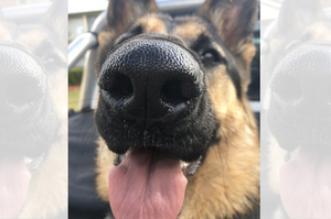 「我家狗狗的鼻子是乾的，難道生病了嗎？」狗狗鼻子乾燥的5個原因...超重要！