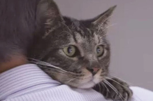 「貓咪真的認得主人的聲音嗎？」日本影片真實呈現....讓人忍不住紅了眼眶！（圖+影片）