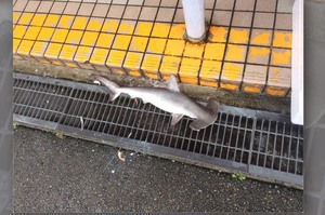 路上遇見流浪的貓狗不稀奇，你有遇見「鯊魚」的經驗嗎...將照片PO網引起討論！！