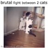兩隻貓咪「瘋狂」的攻擊對方....你們真的有認真打架嗎？