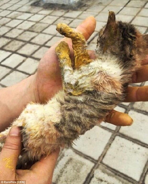 虐貓又一樁！這兩隻小貓被發現全身塗滿黃色顏料丟在路邊等死，凝