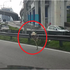 你敢跟牠「尬車」嗎？高速公路上驚見疾駛而來的...飛速鴕鳥！！