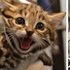 世界最小的喵皇，黑足貓從出生就萌翻百萬網友，貓奴們都瘋啦！