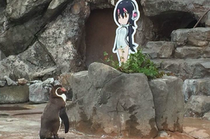 這隻企鵝把動物園看板當女友，因為颱風來女友要被撤掉時...牠的反應讓網友全笑噴！