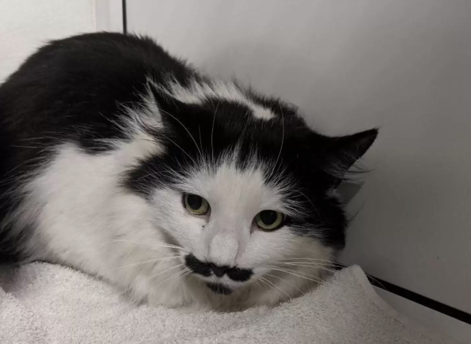 RSPCA