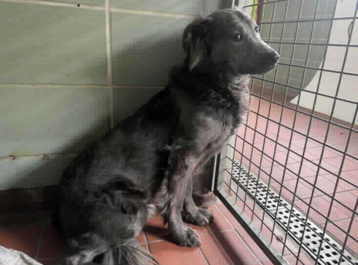 RSPCA