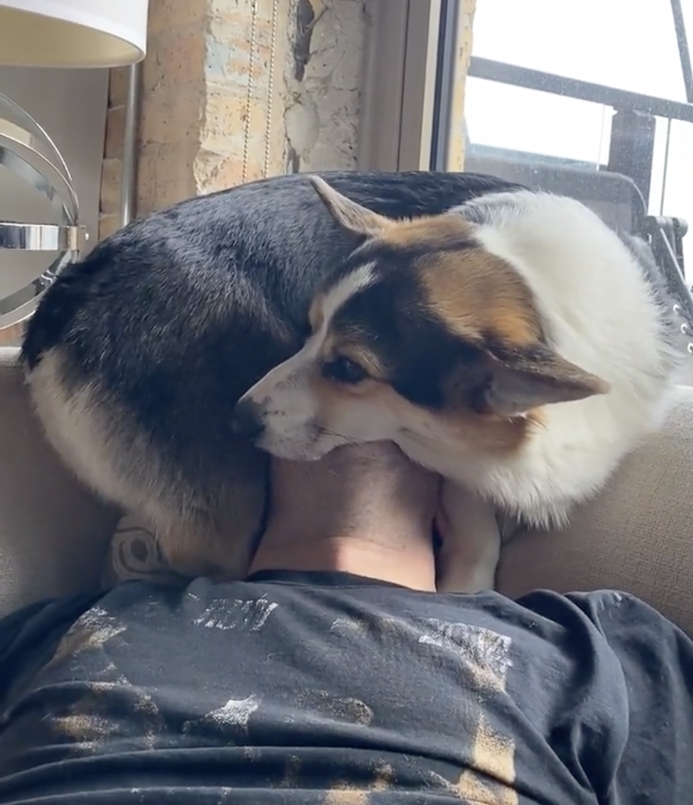INSTAGRAM/BRADYTHECORGI 
