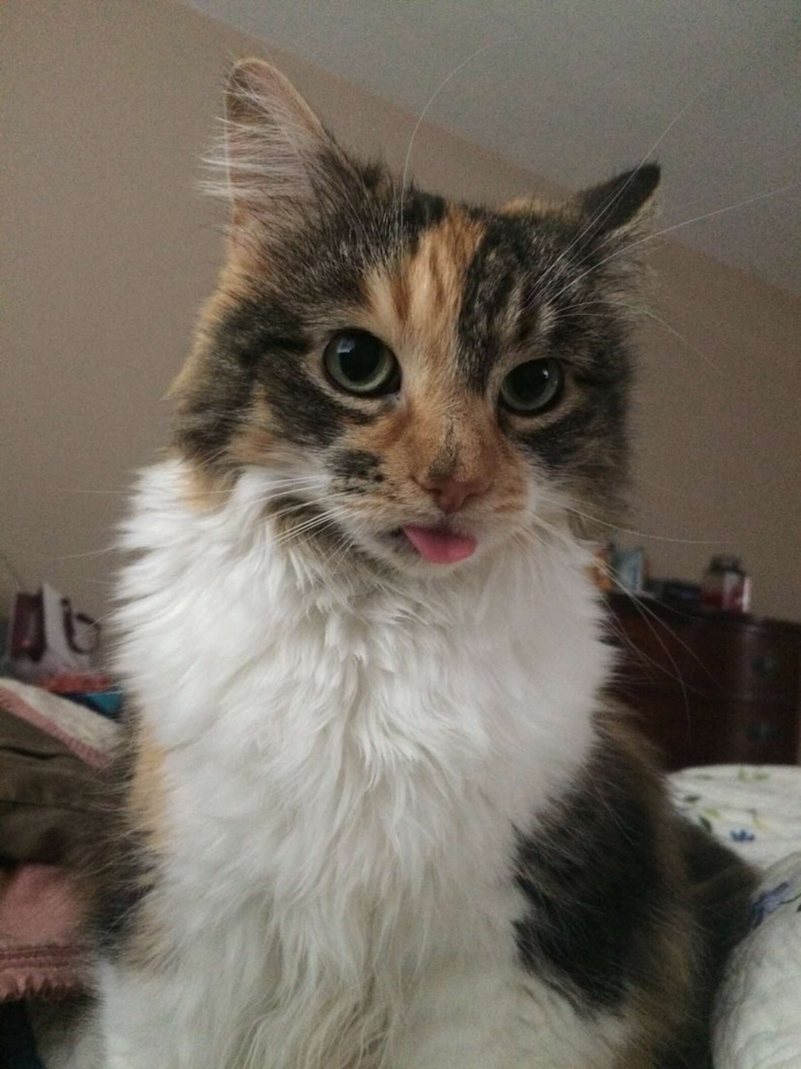 INSTAGRAM/THE.OK.CAT