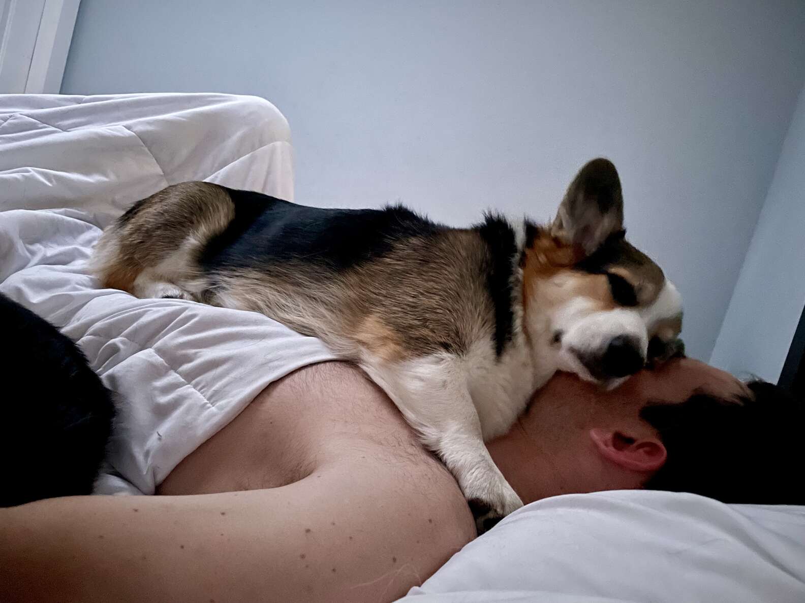 INSTAGRAM/BRADYTHECORGI
