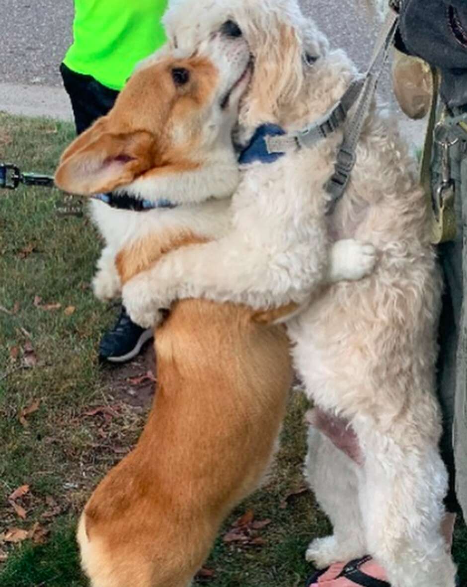 INSTAGRAM/IAMWALLACETHECORGI