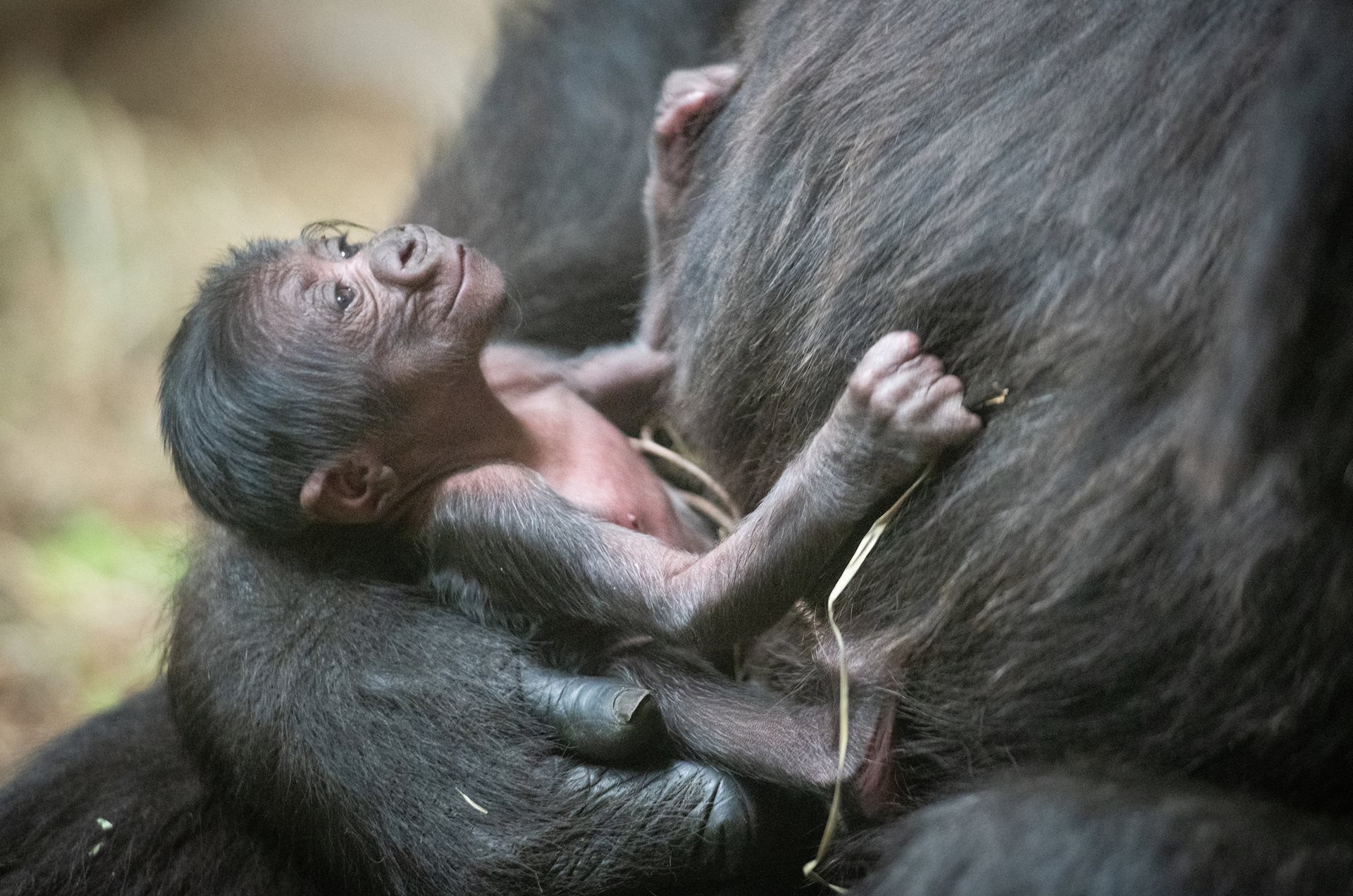 Cleveland Metroparks Zoo