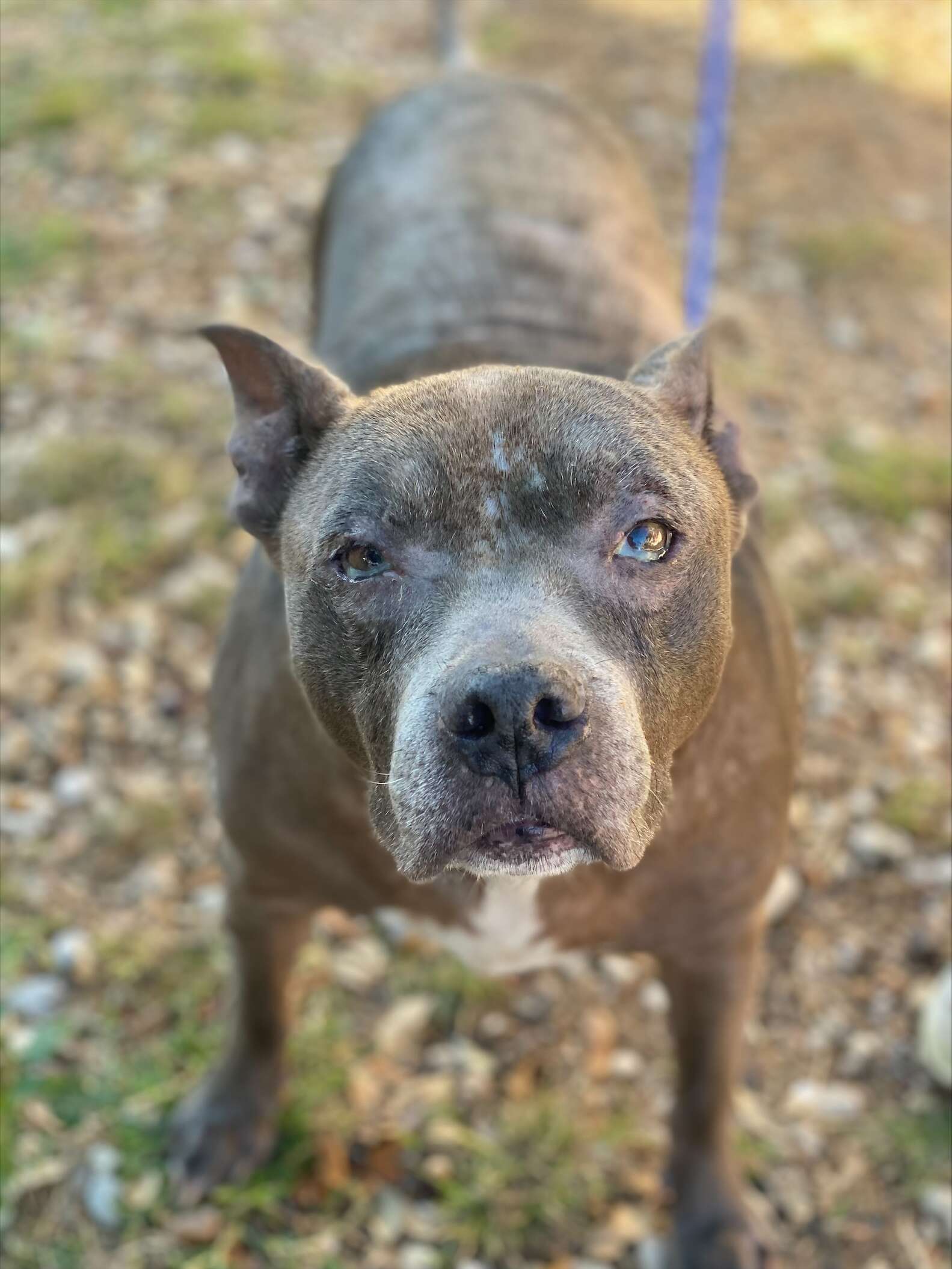 AUSTIN ANIMAL CENTER