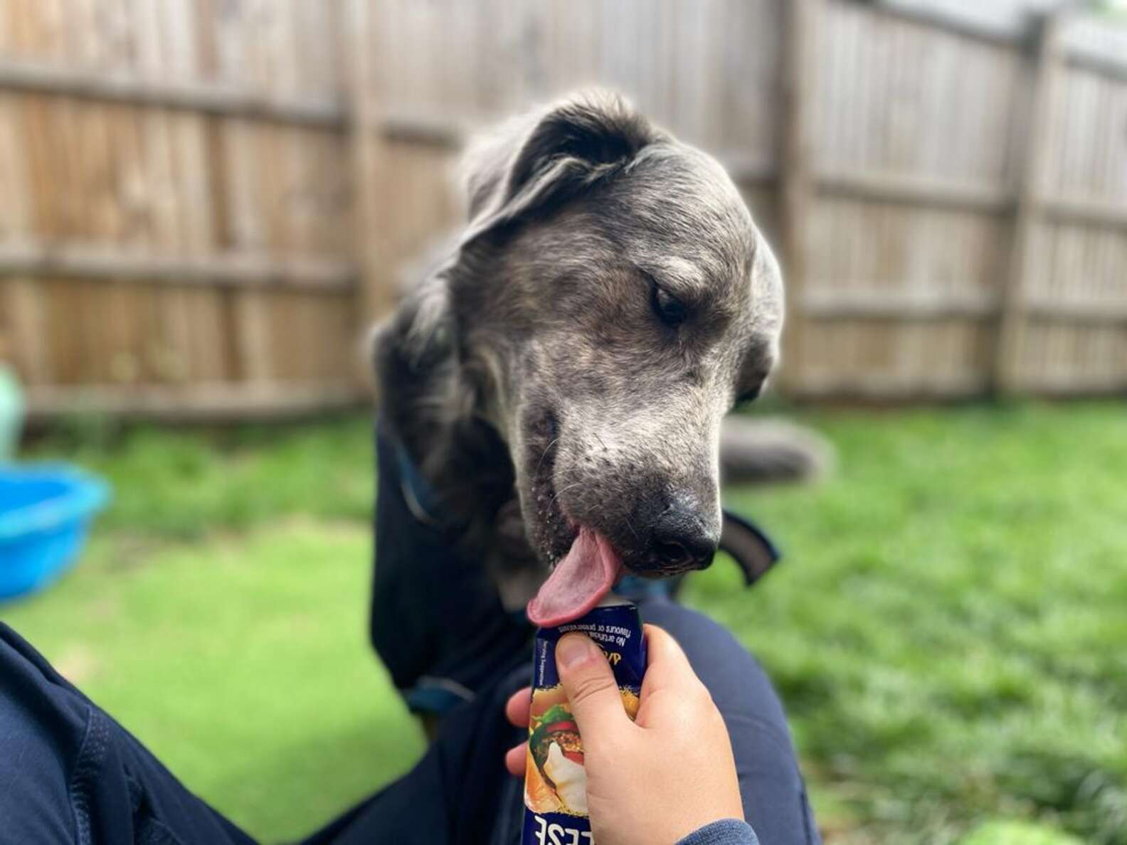 RSPCA
