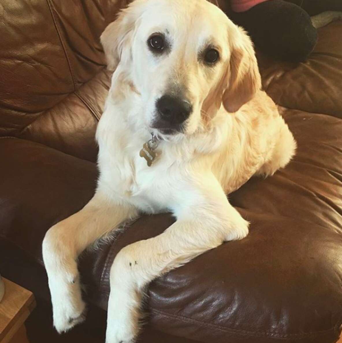 INSTAGRAM/GOLDENPUPLOLA