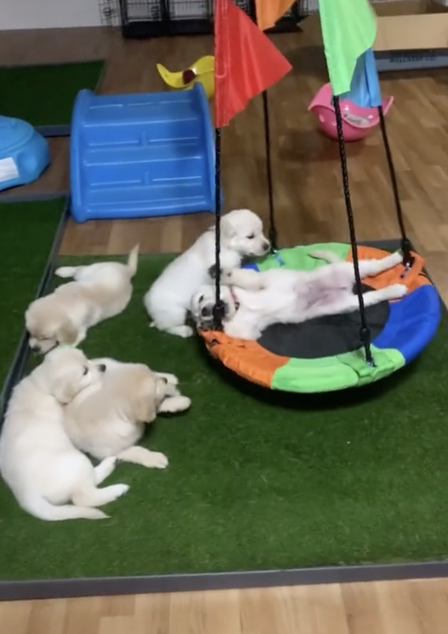 TikTok/ @caligoldenretrievers