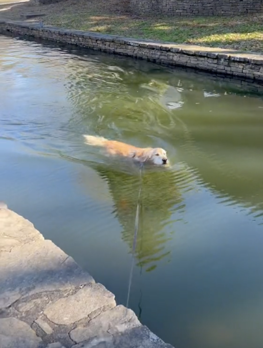 TikTok/ @ winthegolden 