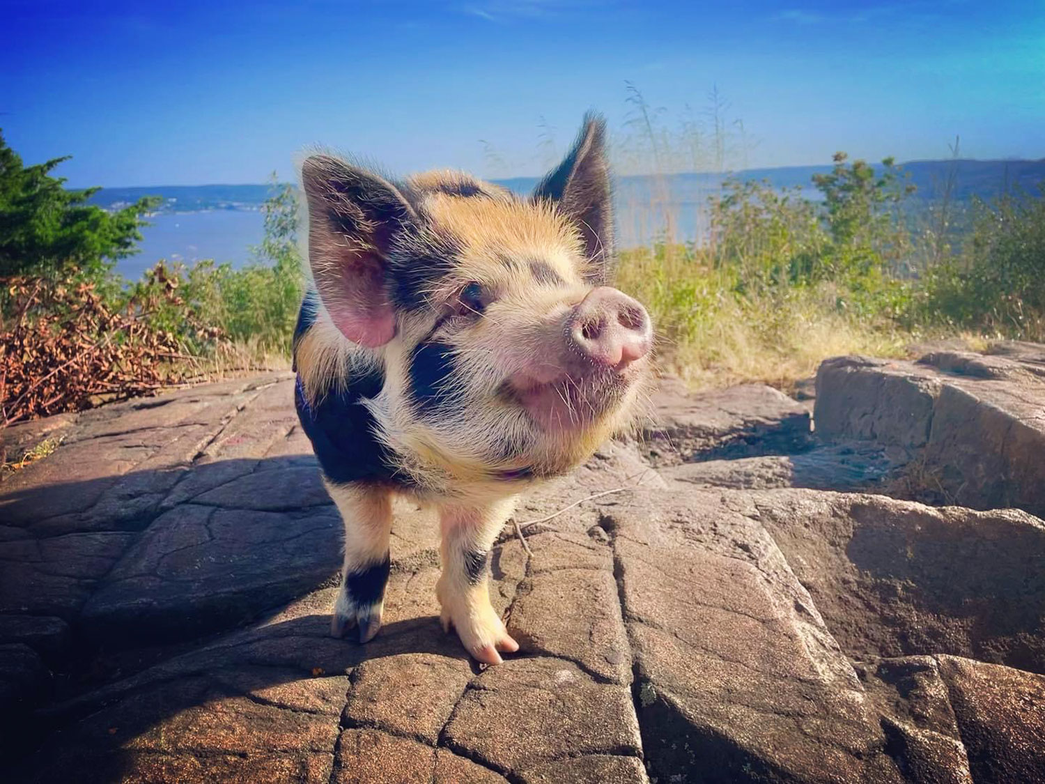 Instagram/ @4leggedfriendsofsummitnyack 
