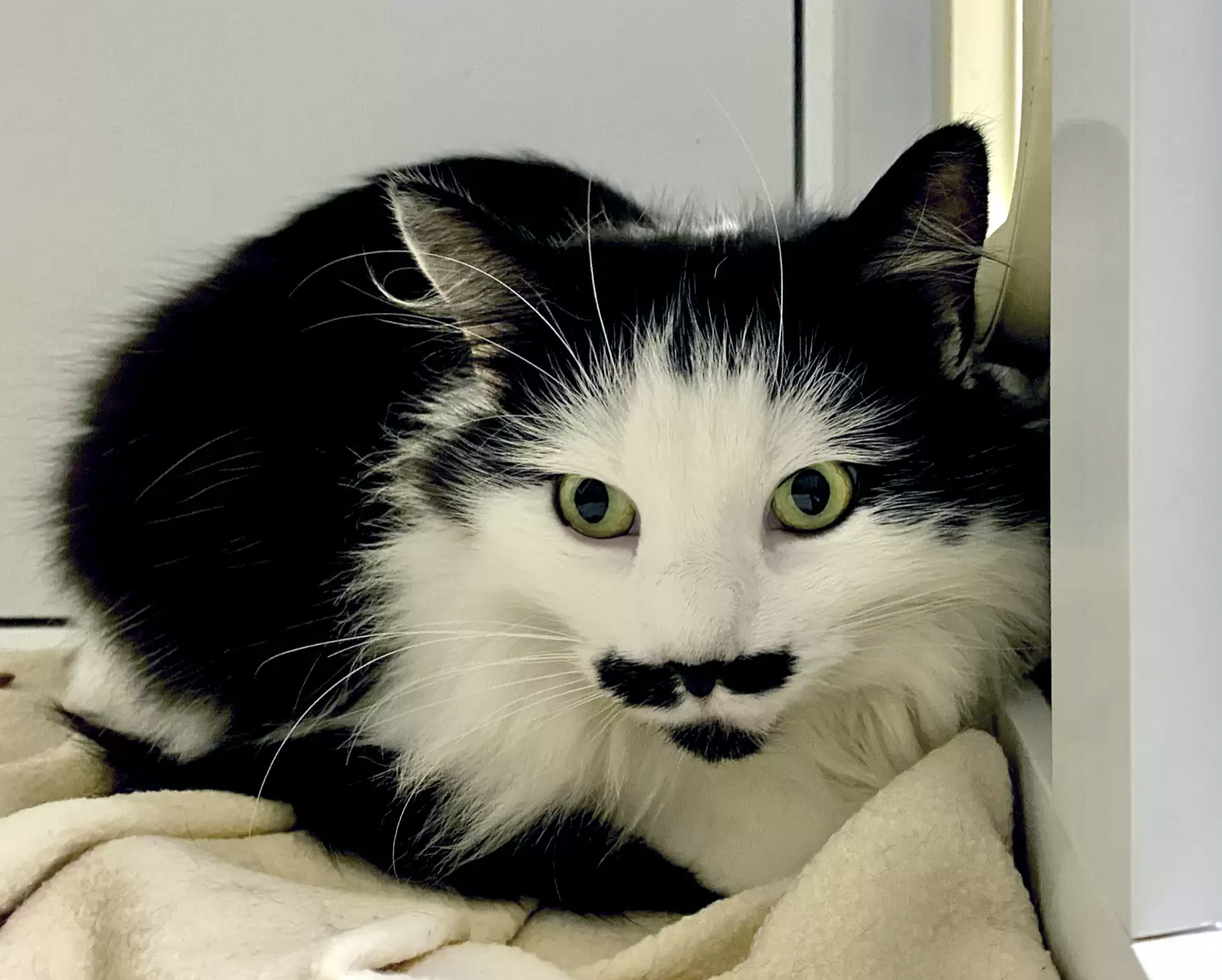 RSPCA