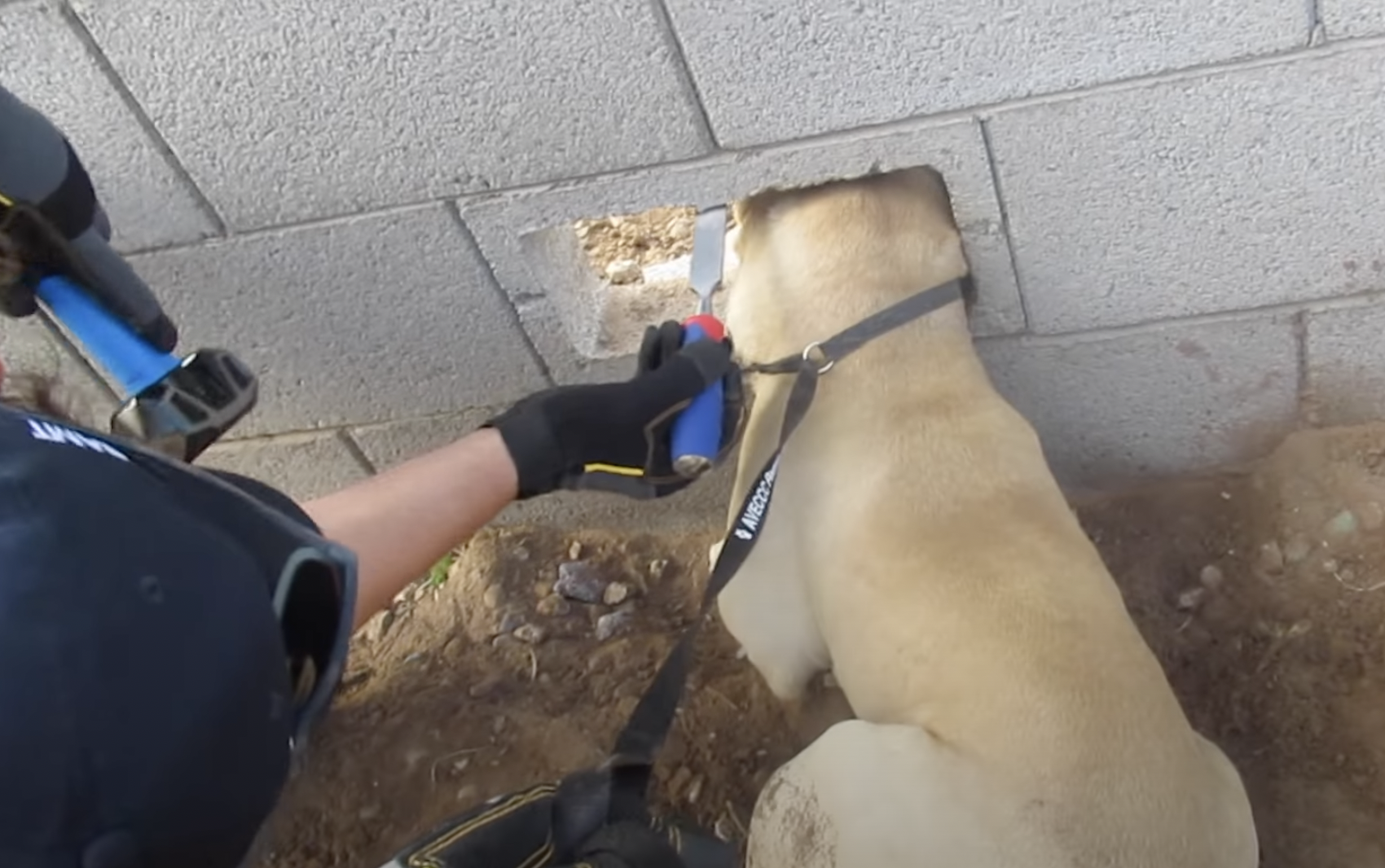 COURTESY OF ARIZONA HUMANE SOCIETY