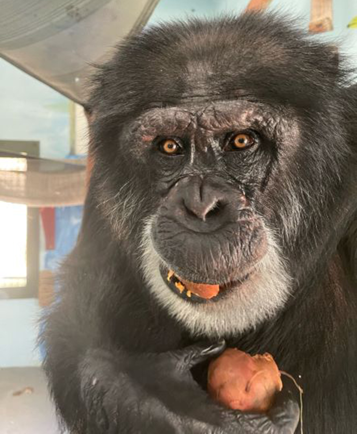 CHIMPANZEES IN NEED/CENTER FOR GREAT APES