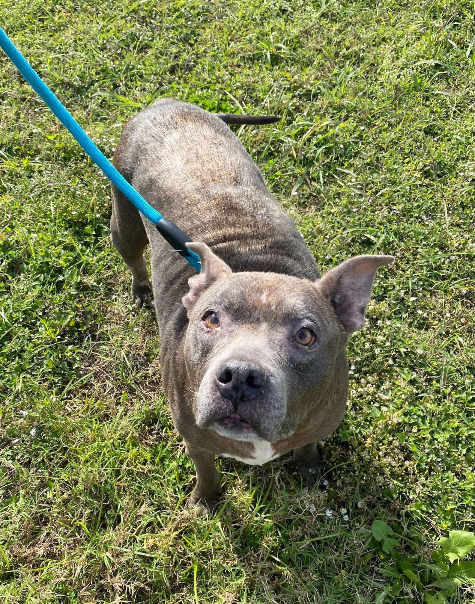 AUSTIN ANIMAL CENTER