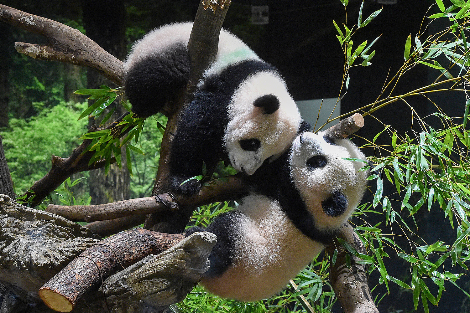 CHINE NOUVELLE/SIPA/SHUTTERSTOCK